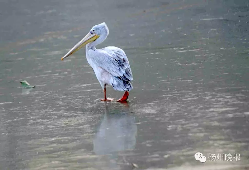 茱萸湾公园里一只鹈鹕