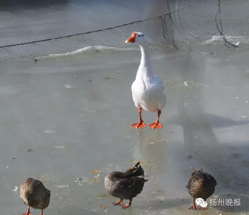 白鹅在结冰的高邮湖湖面行走