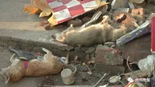 驾车撞死偷狗人现场2