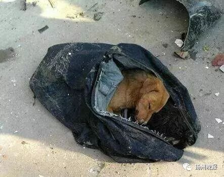 驾车撞死偷狗人现场3